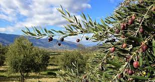 zeytin